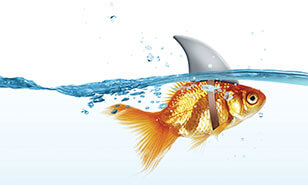 goldfish swims with a shark fin strapped to its back
