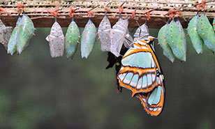 A colorful butterfly and several empty chrysalises hanging from a branch